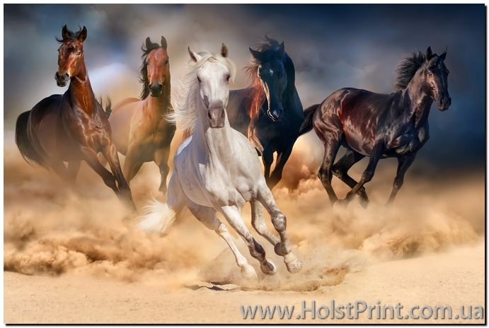 Картина лошади, ART: ANF888011